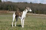 WHIPPET 361